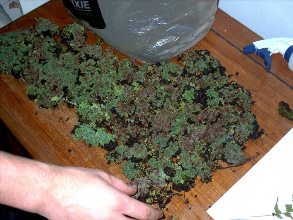 Moss like stuff