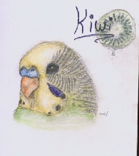 Kiwi Pet Portrait