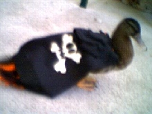 Pistashio on Halloween