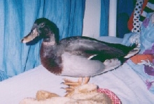 Pistashio on the bed