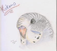Kokomo Pet Portrait