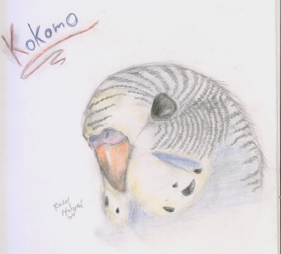 Kokomo Pet Portrait