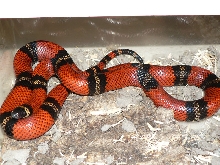 Conant Female