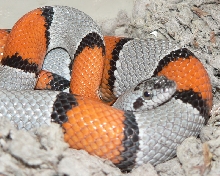 Grey Band Female