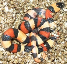 Apricot Pueblan
