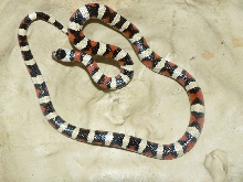 Taylori