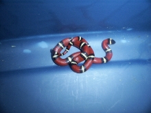 L.t. Conanti Male