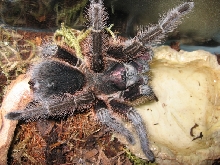 Help to ID