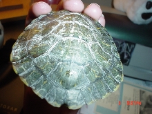 Timmy's shell is dry