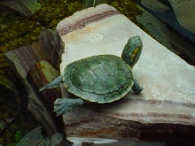 TIMMY CATCHING RAYS AGAIN!!!