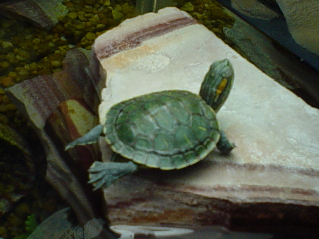TIMMY CATCHING RAYS AGAIN!!!