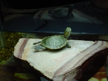 TIMMY BASKING...SO CUTE!