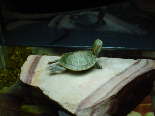 TIMMY BASKING...SO CUTE!