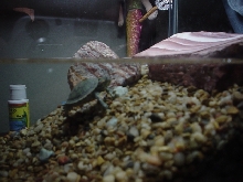 Timmy in New Set up