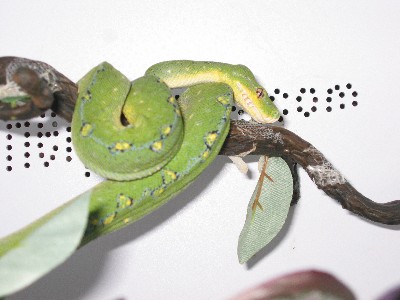 highland female