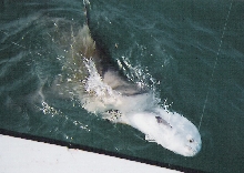bull shark eating a permit