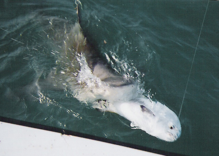 bull shark eating a permit