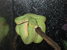 wamena juvie