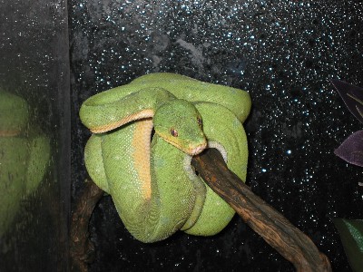 wamena juvie