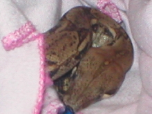 Set curled up