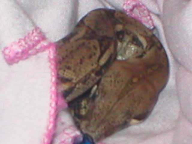 Set curled up