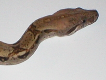 set head shot