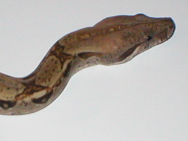 set head shot