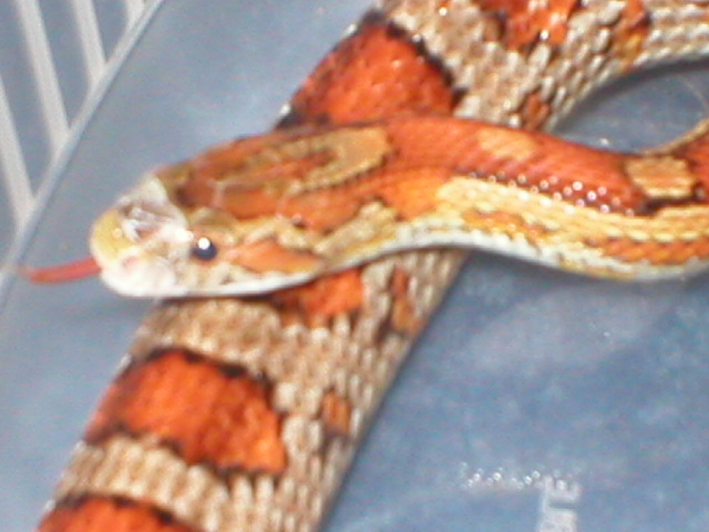 Chewba