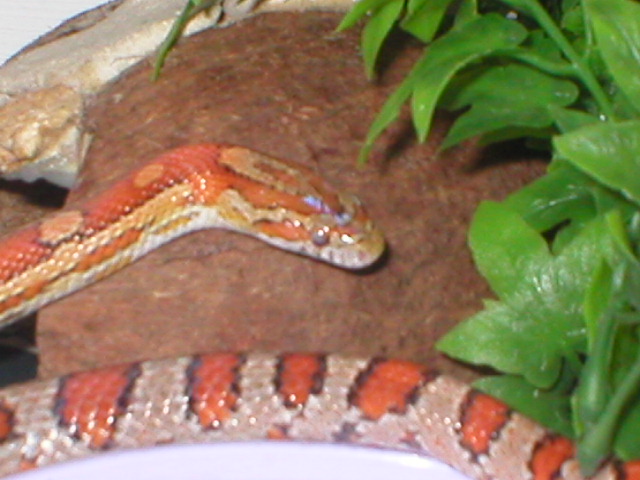 Chewba
