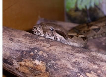 head shot