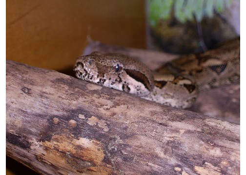head shot