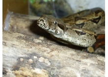boa