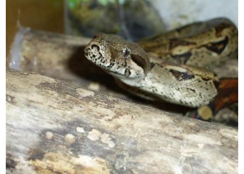 boa