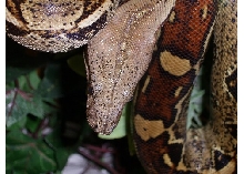 head shot