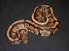 Faded head stripe female ?