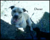 Dozer