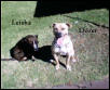Leisha passed on aged just 11 months shown here with friend Dozer