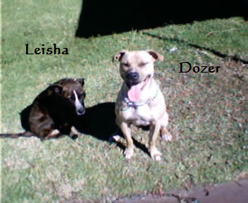 Leisha passed on aged just 11 months shown here with friend Dozer