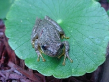 treefrog?