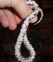 dorsalscale pattern