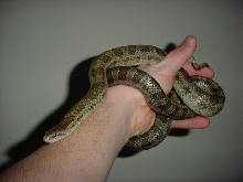 prairie kingsnake