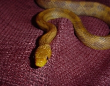 everglades x yellow rat
