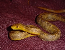 y/e2