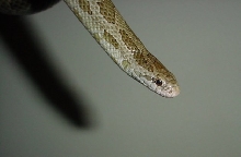 head shot of my breeder female
