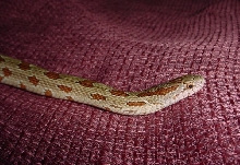Male prarie king