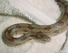 prarie kingsnake