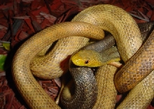 yellow rat crosses
