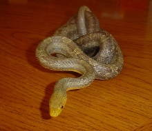 yellow x black "greenish rat"