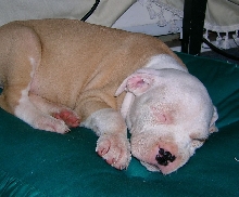 my pup