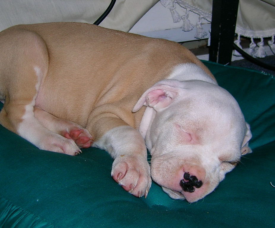 my pup